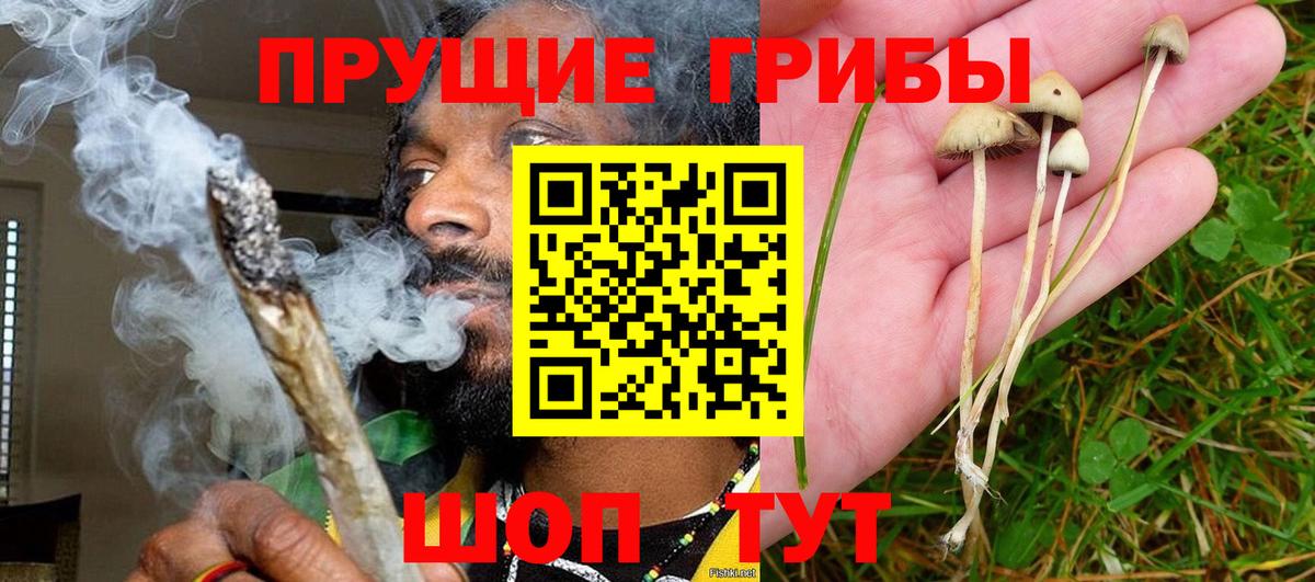 Галлюциногенные грибы Cubensis Сегежа